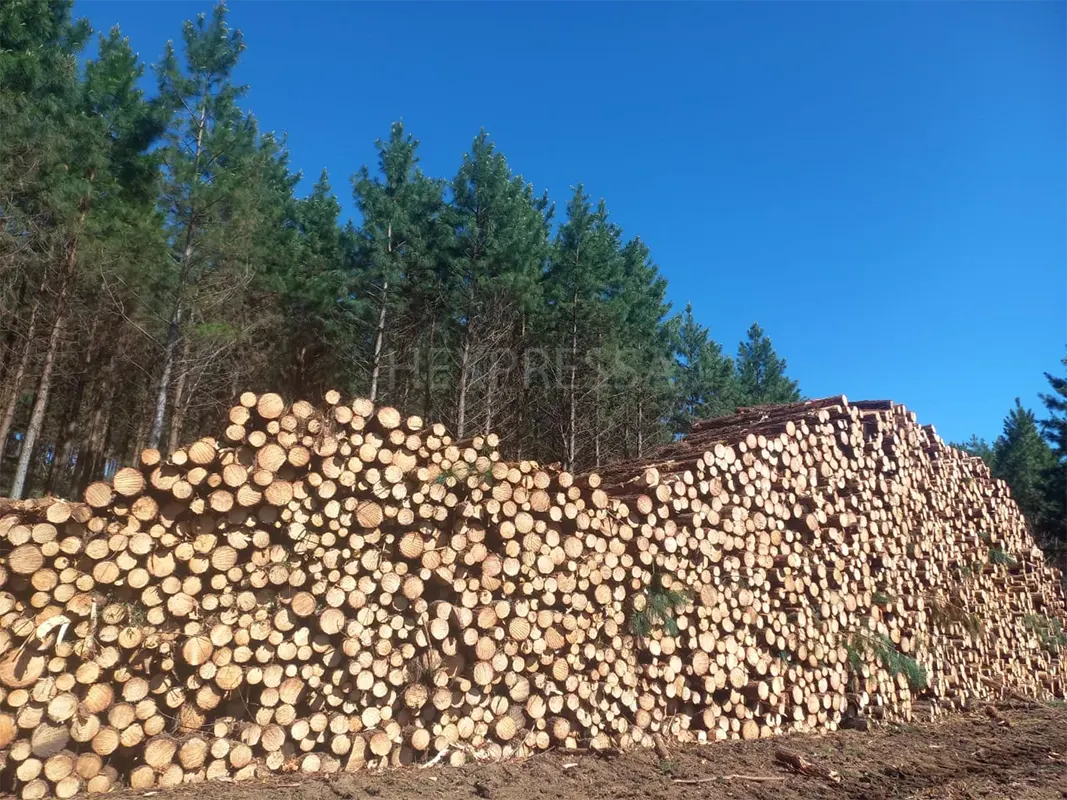 Pilhas de toras