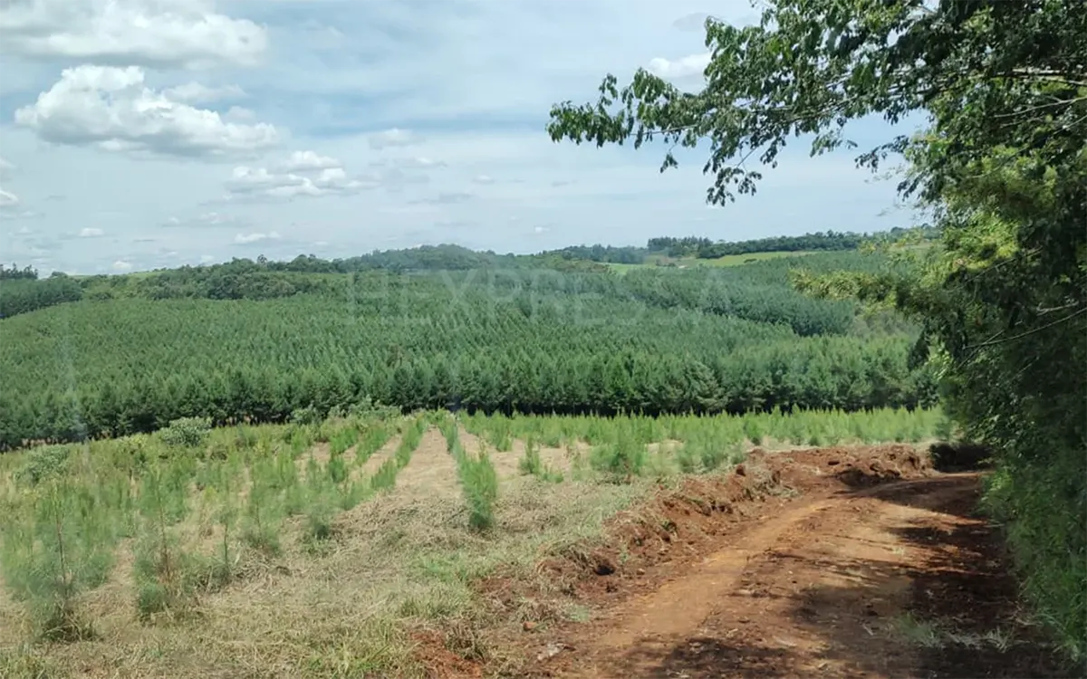 Vista panorâmica de reflorestamento