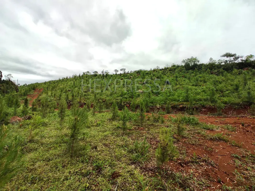 Plantio florestal
